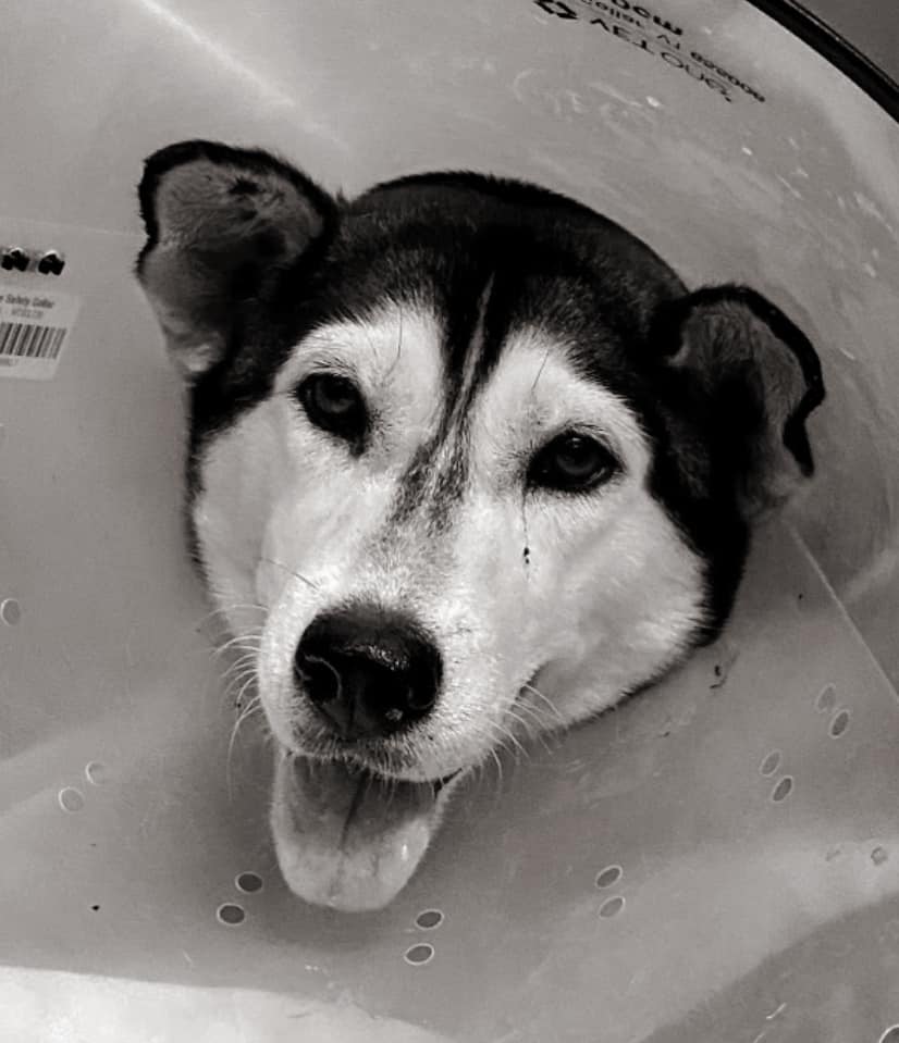 Heartbreaking update on husky found paralyzed in ditch after men repeatedly shot at her