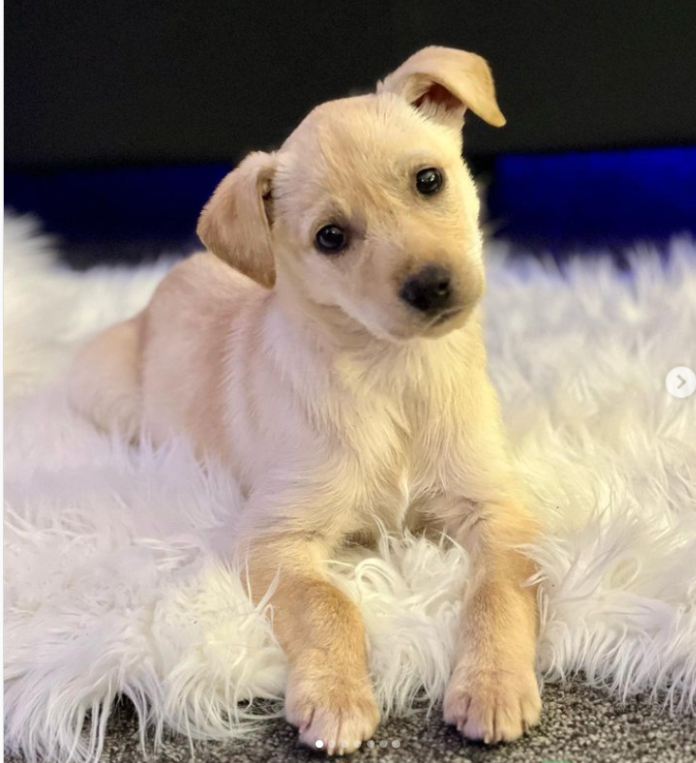 Country singer Carrie Underwood adopted puppy is ‘newest member of family’