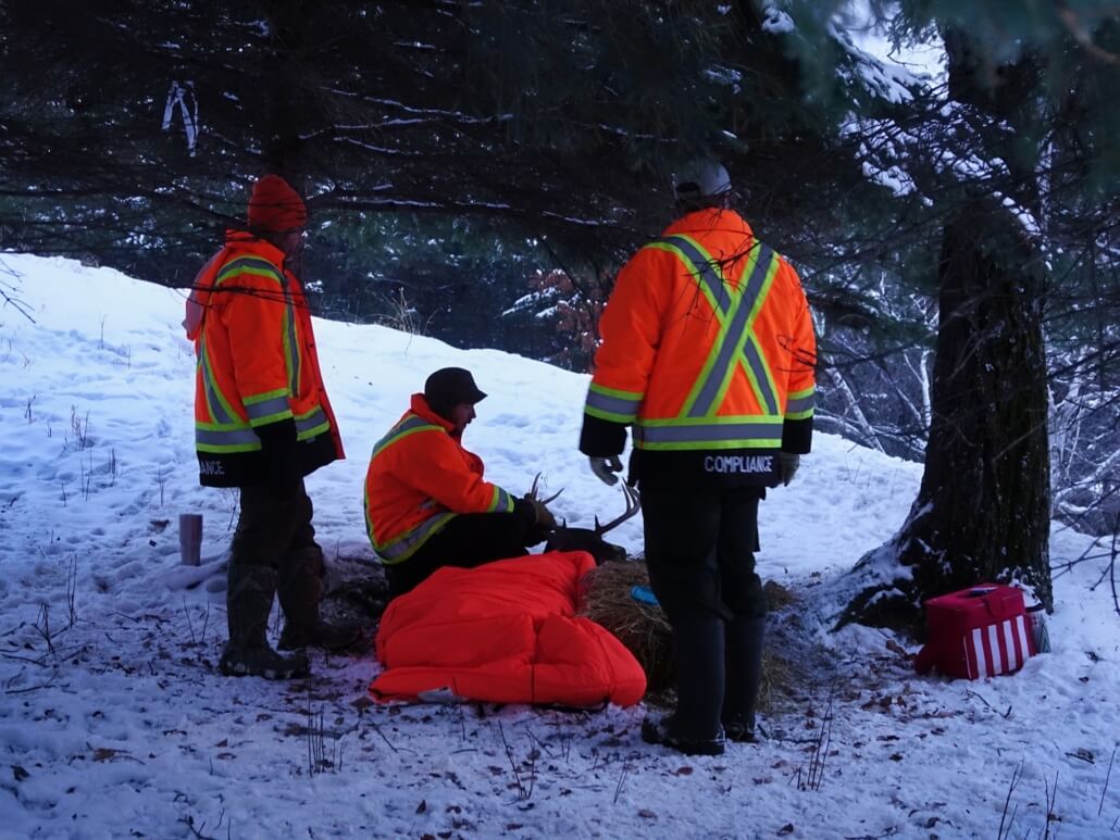 carrot-the-magic-deer-2-1030x773-1