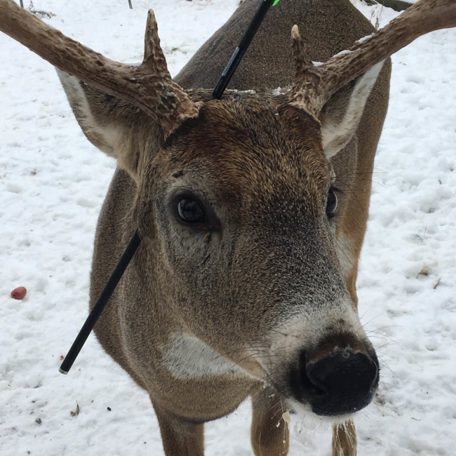 Carrot the magic deer