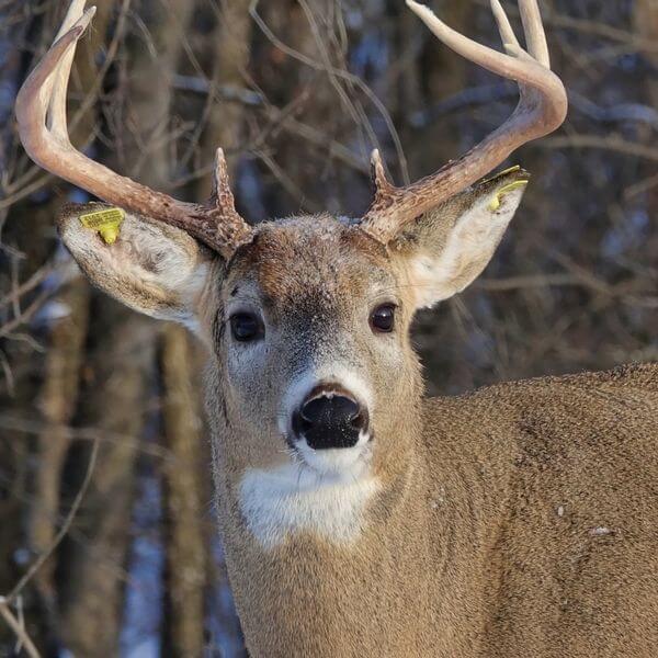 Update on ‘Carrot the Magical Deer’ found with arrow through his head