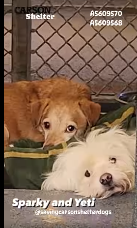 Heartbreaking consequences for beloved dogs sent to crowded shelter when owner hospitalized