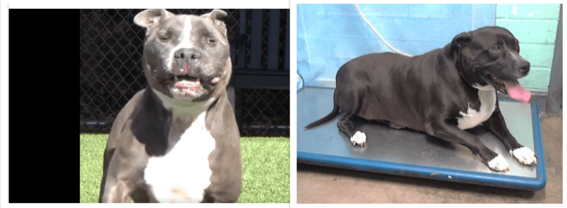 Owner moved, surrendering best friends to shelter and one is set to be put down