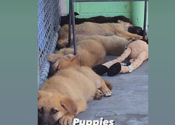 Half-dozen innocent lives arrive at Carson shelter with their mother and need help now