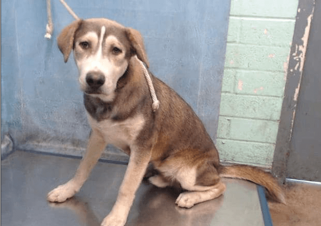 Carson puppy