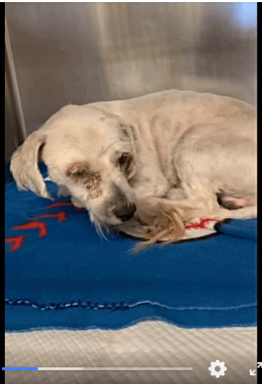 Sad, three-year-old shelter terrier arrived with injured eye and needs help