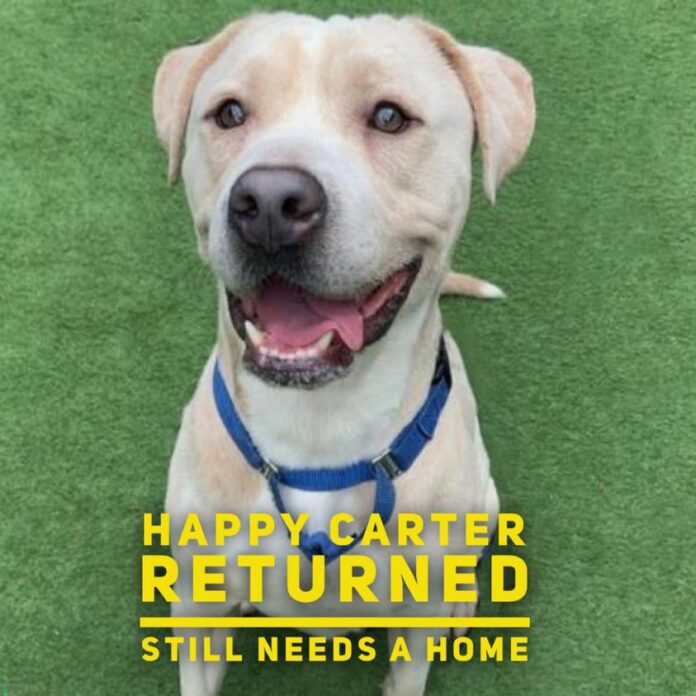 Pup returned to shelter in one day for crying to be let in child’s room and waking baby