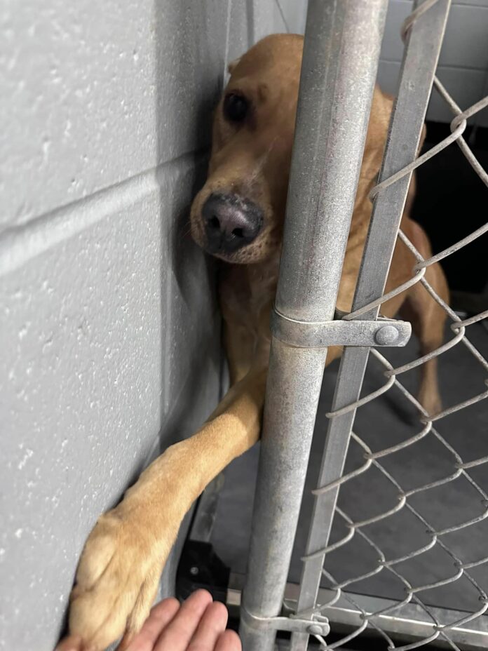 Heartbreaking: ‘Cashew’ so wants a second chance at life