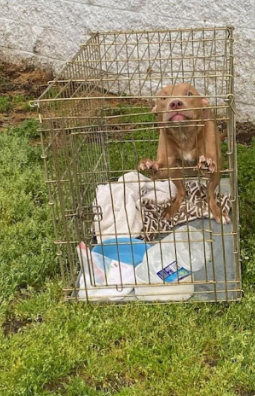 Dog abandoned at shelter in crate with note stating he ‘does not do well with small dogs’