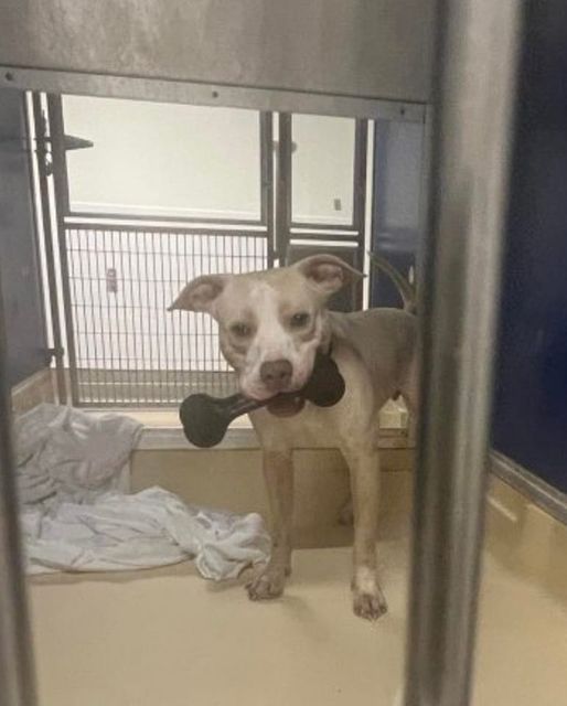 ‘Casper’ shows to be reactive in kennel at Miami shelter but all he wants is to go home
