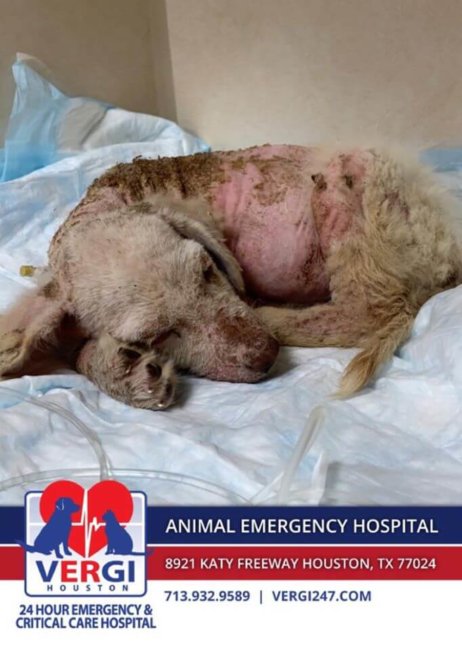 Update on 7-week-old Labrador puppy rescued just before being euth’ed