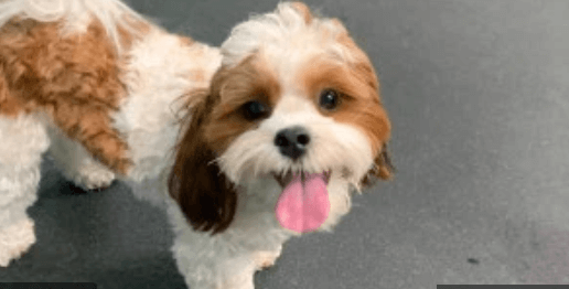 Update: Castro Valley dog stolen in smash-and-grab may still be alive