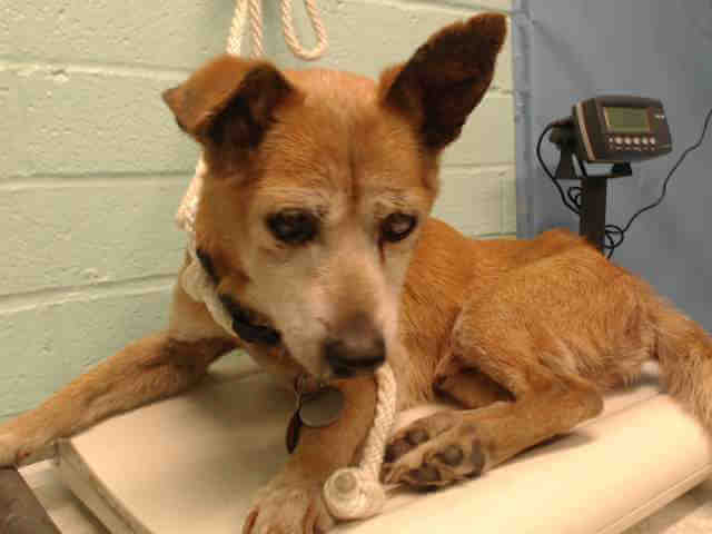 ‘Too old Casu’ dumped at shelter while owners looked for new dog