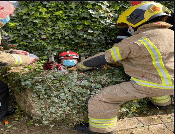 Dog alerts neighbor about cat stuck in well 10 days after hearing her pleading meows