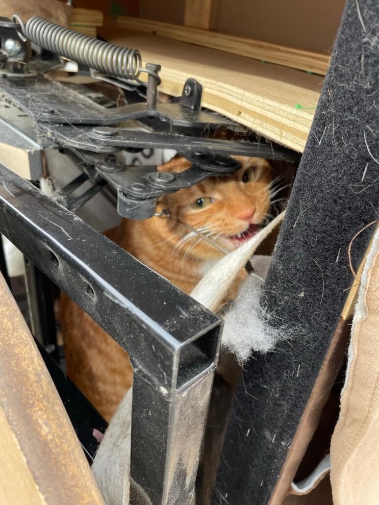 cat-in-recliner1-773x1030-1