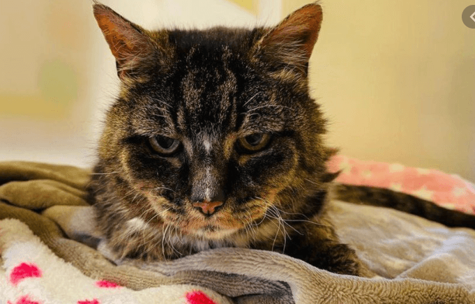 Cheshire cat missing for 20 years spent her final two days of her life with her long-lost human