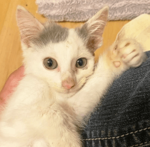 Owner of kitten covered in mites and maggots wanted her put to sleep but sanctuary wouldn’t hear of it