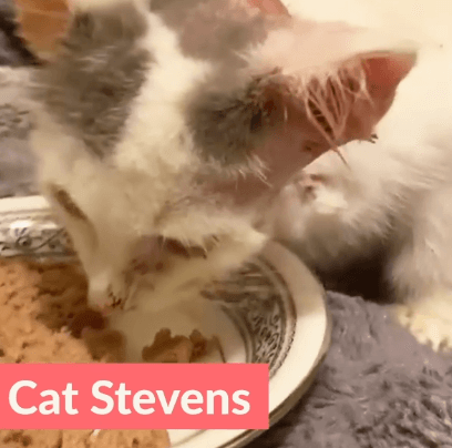 cat-stevens2