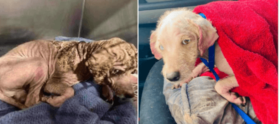 Update on tiny terrier with serious mange condition past due to exit at Bakersfield shelter