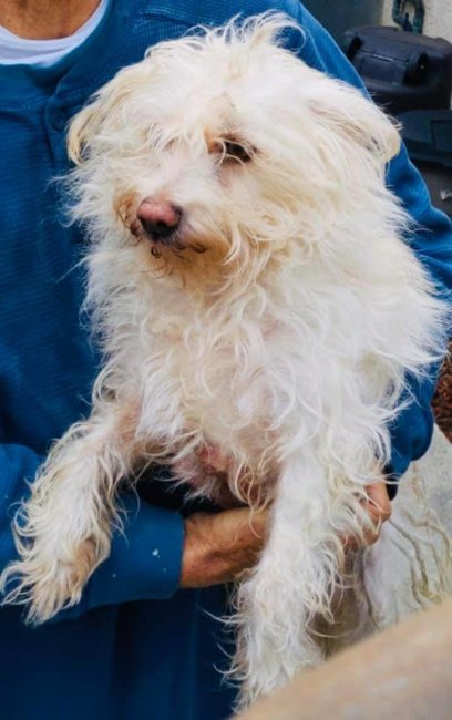 Desperate help needed for 2 dogs as their owner leaves the country