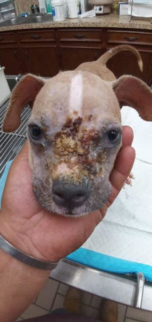 Two-pound puppy left in a box for days suffering from urine scalded paws