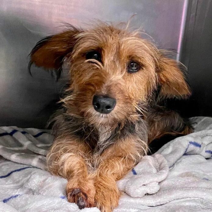 ‘Catie’ will never get the chance to dance if her life is snuffed out at high kill shelter