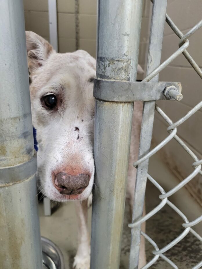 Hearts hurting for senior no one wants from overcrowded Georgia shelter