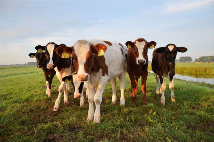 Cattle farm pixabay