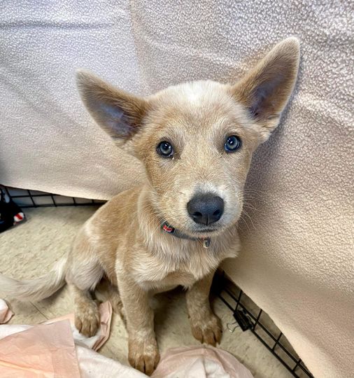 Even adorable puppies are at risk of dying at local animal shelters