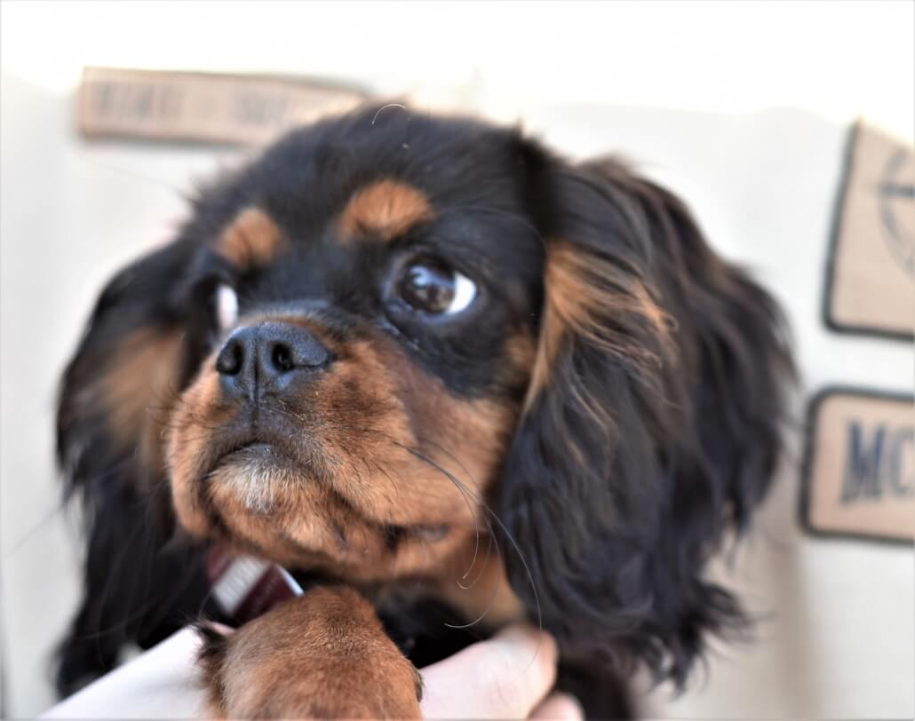 cavalier-king-charles-pixabay-1030x812-1