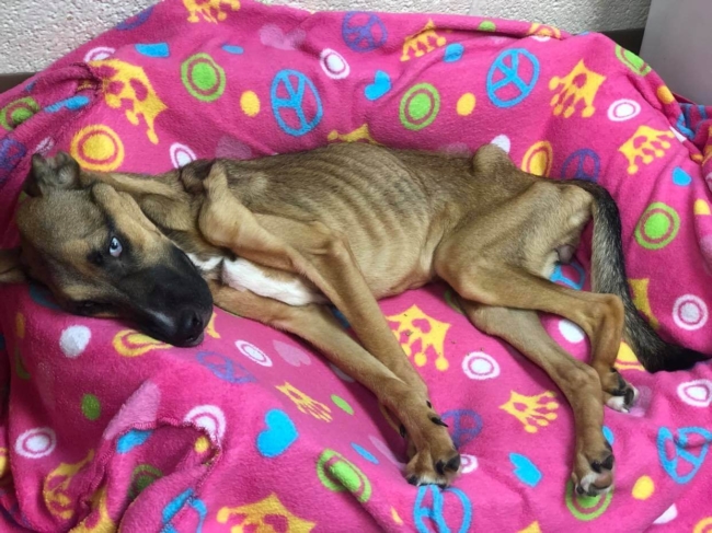 Strong-willed emaciated dog on the brink of death fights to live