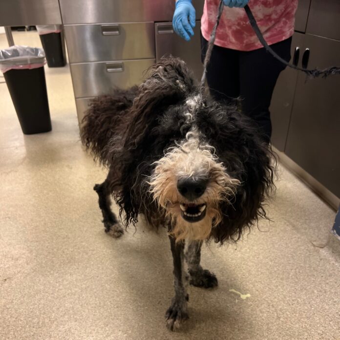 Neglected ‘designer’ dog so matted barely able to walk receiving life saving help
