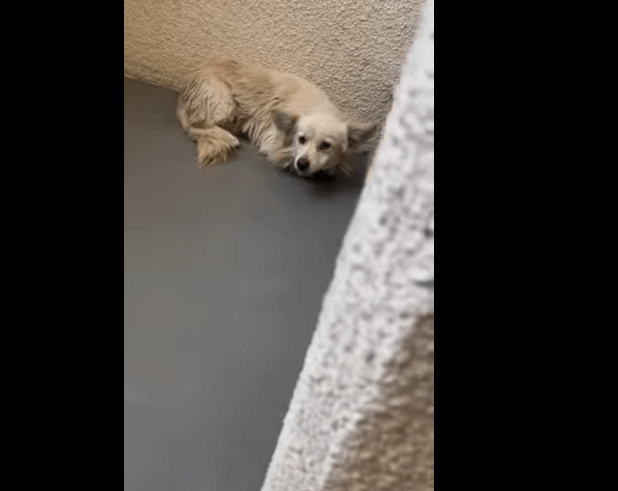 Heartbroken dog curled up in corner of cemetery grieving for someone he loved