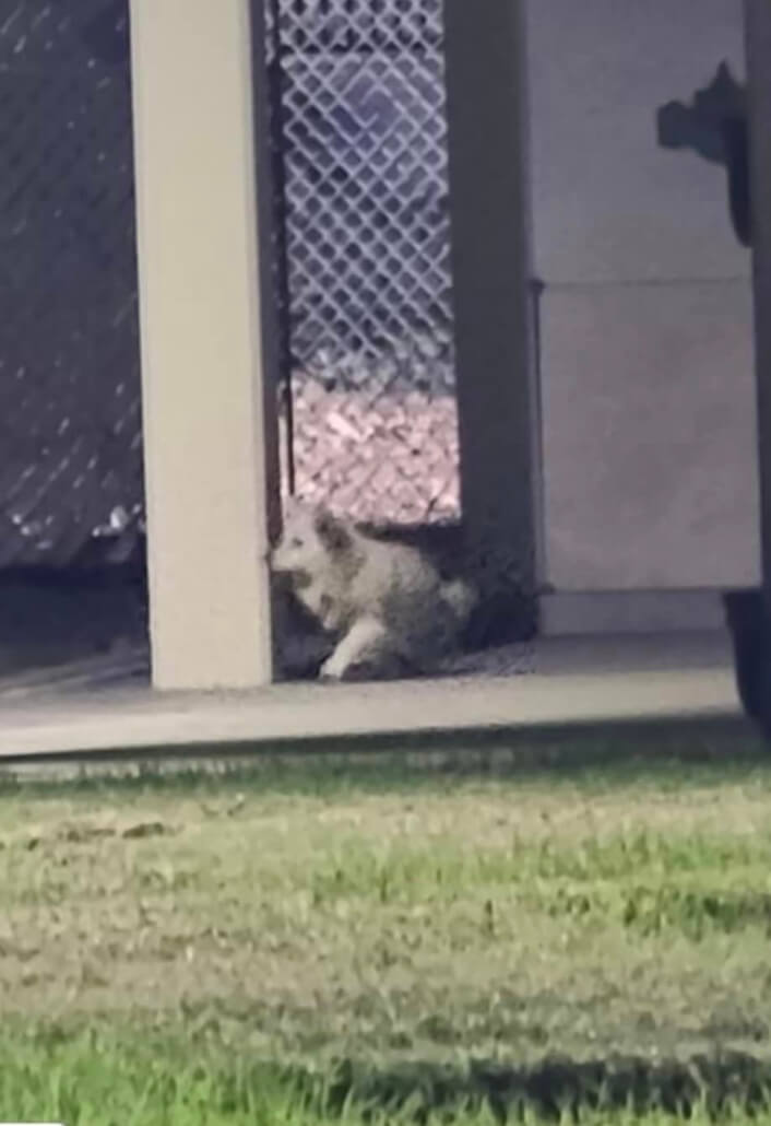 cemetery-pup1-706x1030-1