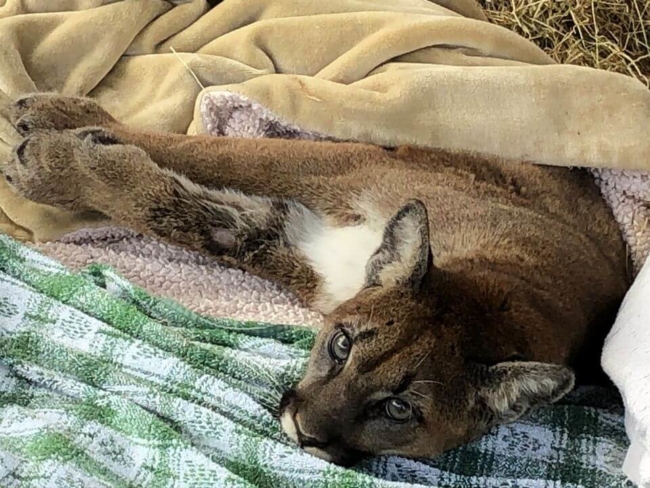 Starving cougar found her way to animal rescue looking ‘for a place to die’