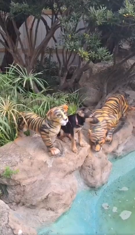 Abandoned puppy believes ceramic tigers are her parents and refuses to move