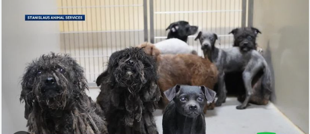 Dozens of dogs desperately need loving homes after Ceres hoarding situation