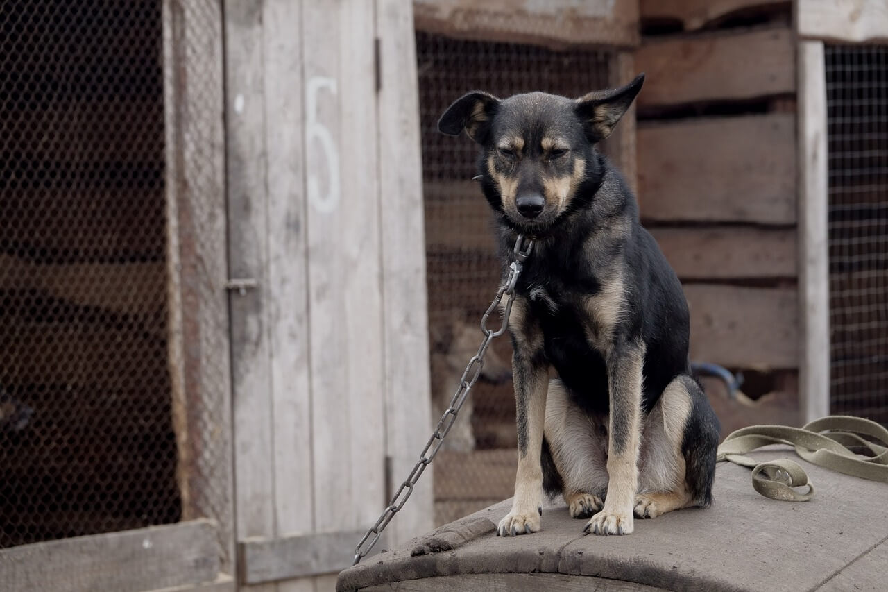 Chained dogs