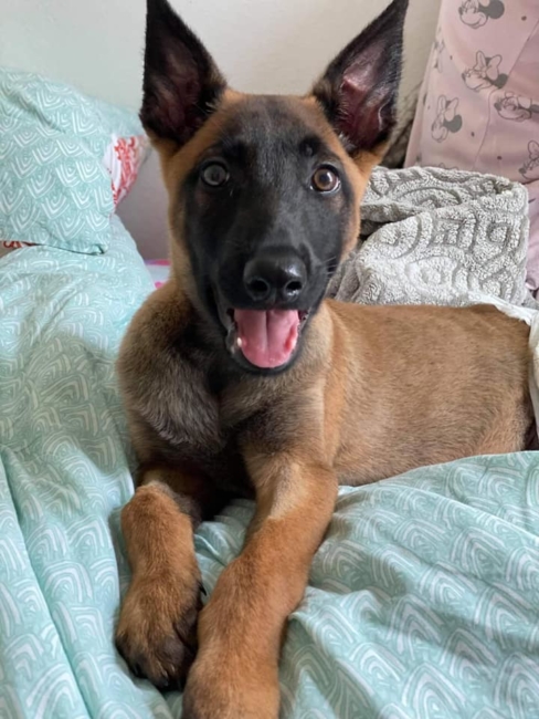 Puppy beaten over head and kept locked up for months left paralyzed now getting much needed help