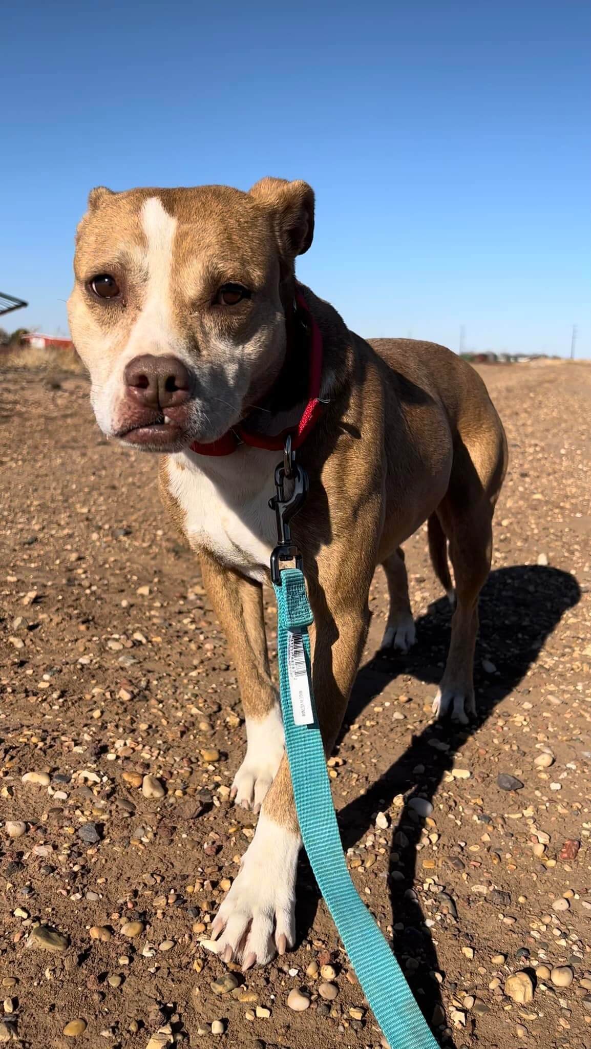 Help Chance find a home after being at Texas shelter for 7 years