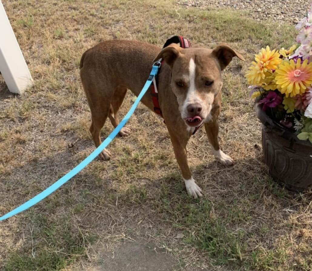 chance-texas1-1030x894-1