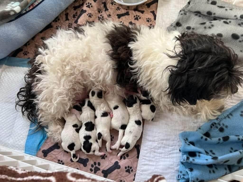 Mom dog Chanel and her six newborn puppies surrendered to NYC shelter rescued in the nick of time