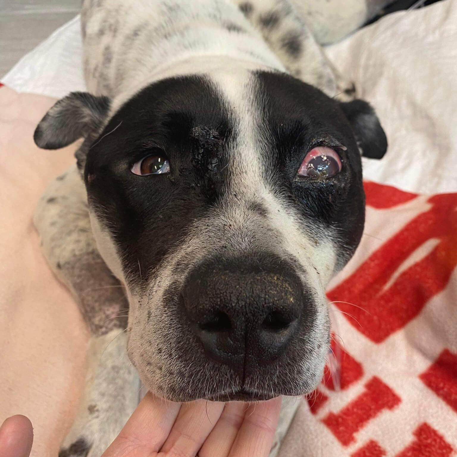 Reward of $15K offered by Charleston Animal Society after 3 dogs shot