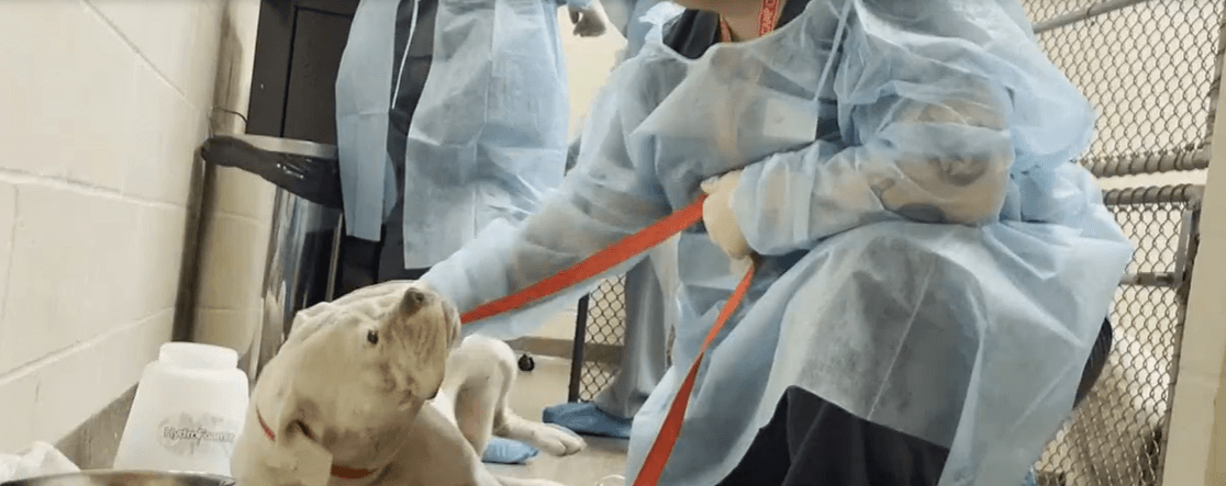 Dead dogs found in yard of home deemed ‘unlivable’ and surviving dogs moved to shelter