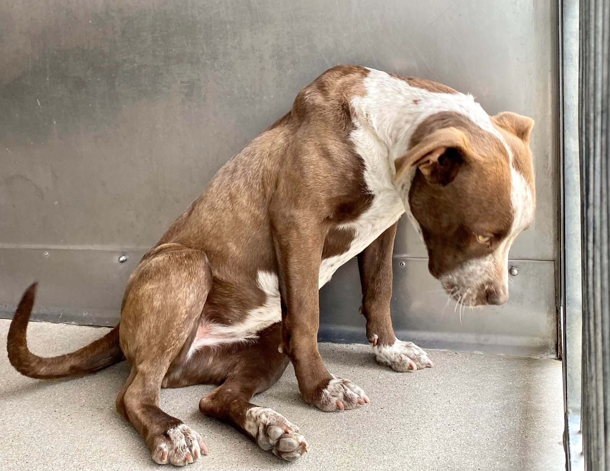 Sad puppy just 8 months old in shelter feels the rejection of her owner