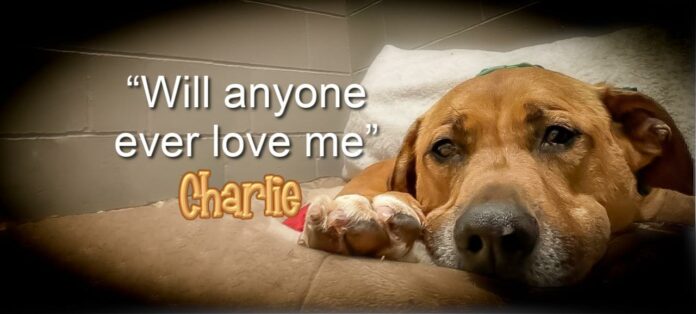 Will anyone fall in love with Charlie? Sweet senior at N.Y. shelter for years yearns for a home