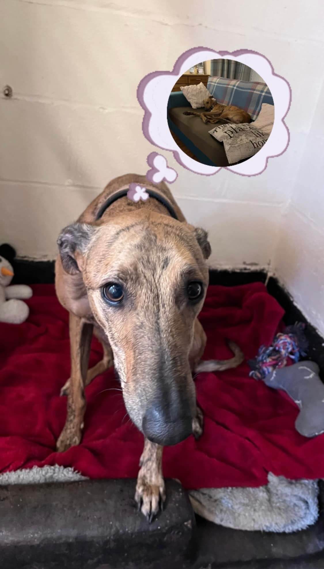 Shelter dog spends 206 days in kennel dreams of a home per his diary