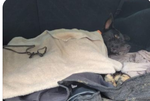 charlie-hit-by-car-2