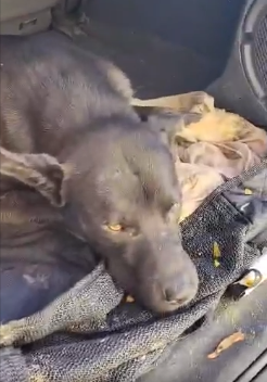 Poor pup hit by car left suffering in ditch saved by local rescue organization