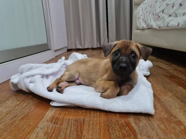charlie-pup